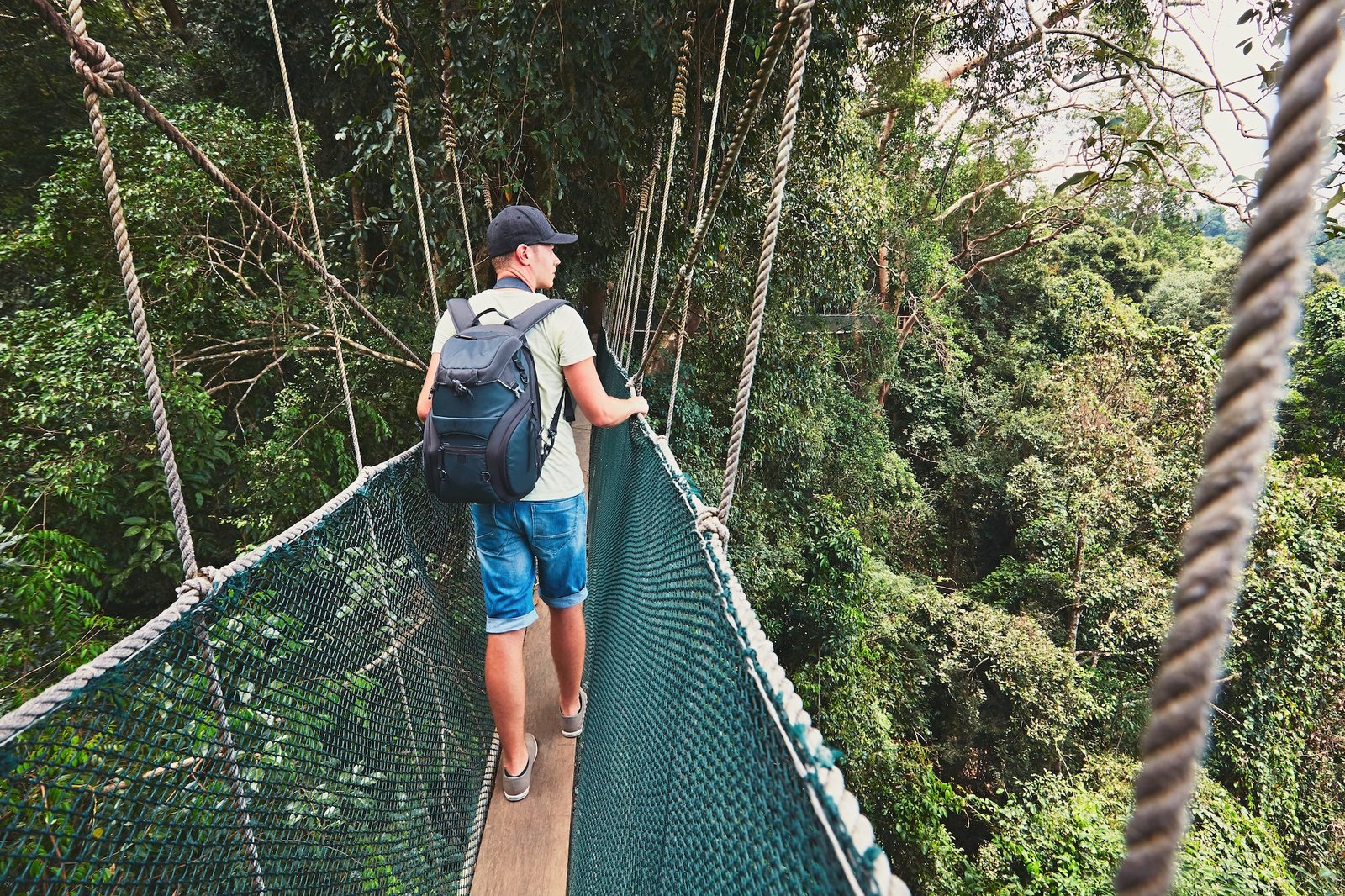 Canopy walk in rainforest