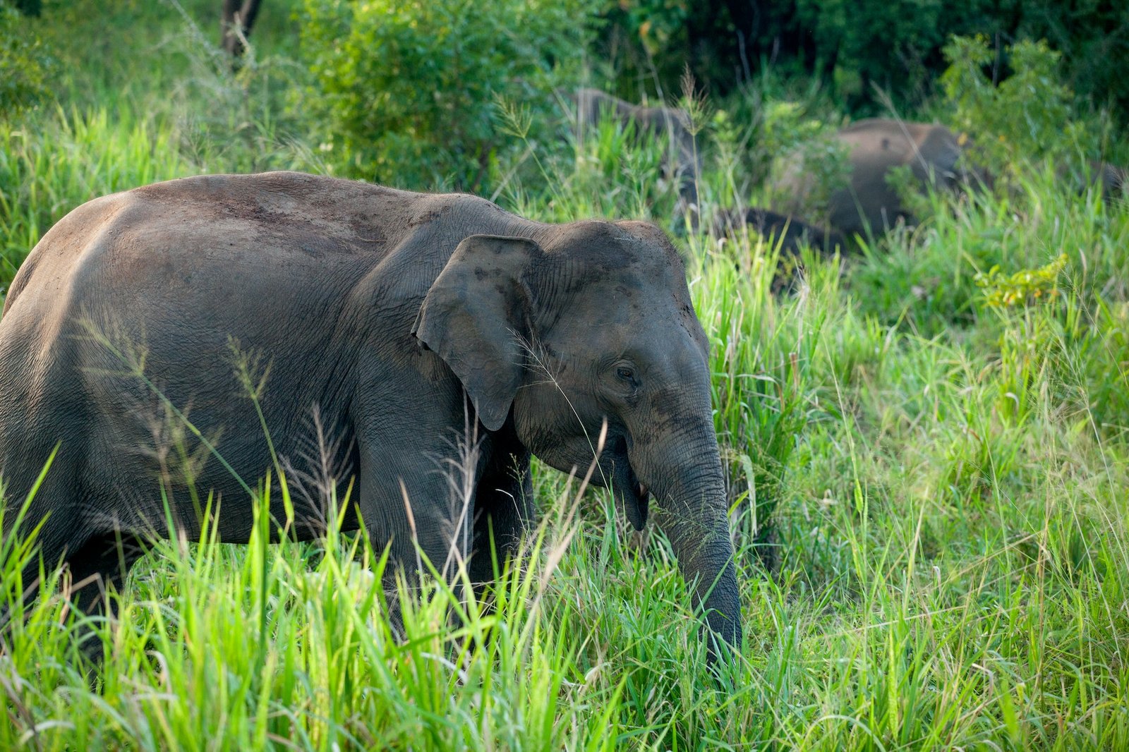 Lonely elephant in a jungle