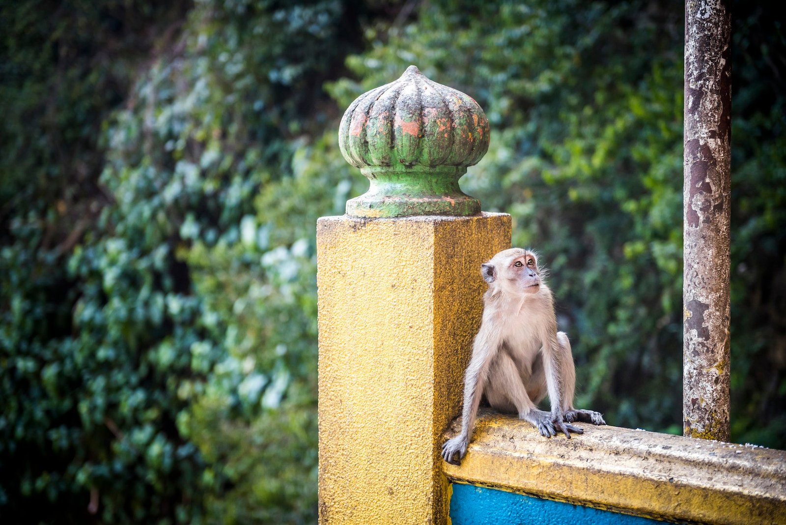 Monkey, Batu Caves, Kuala Lumpur, Malaysia, Southeast Asia