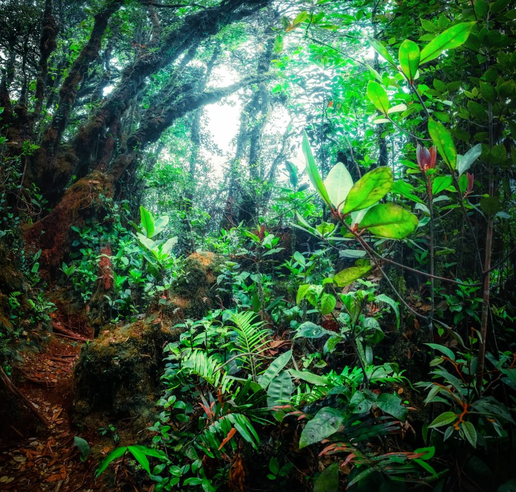 Mystical tropical mossy forest with amazing jungle plants