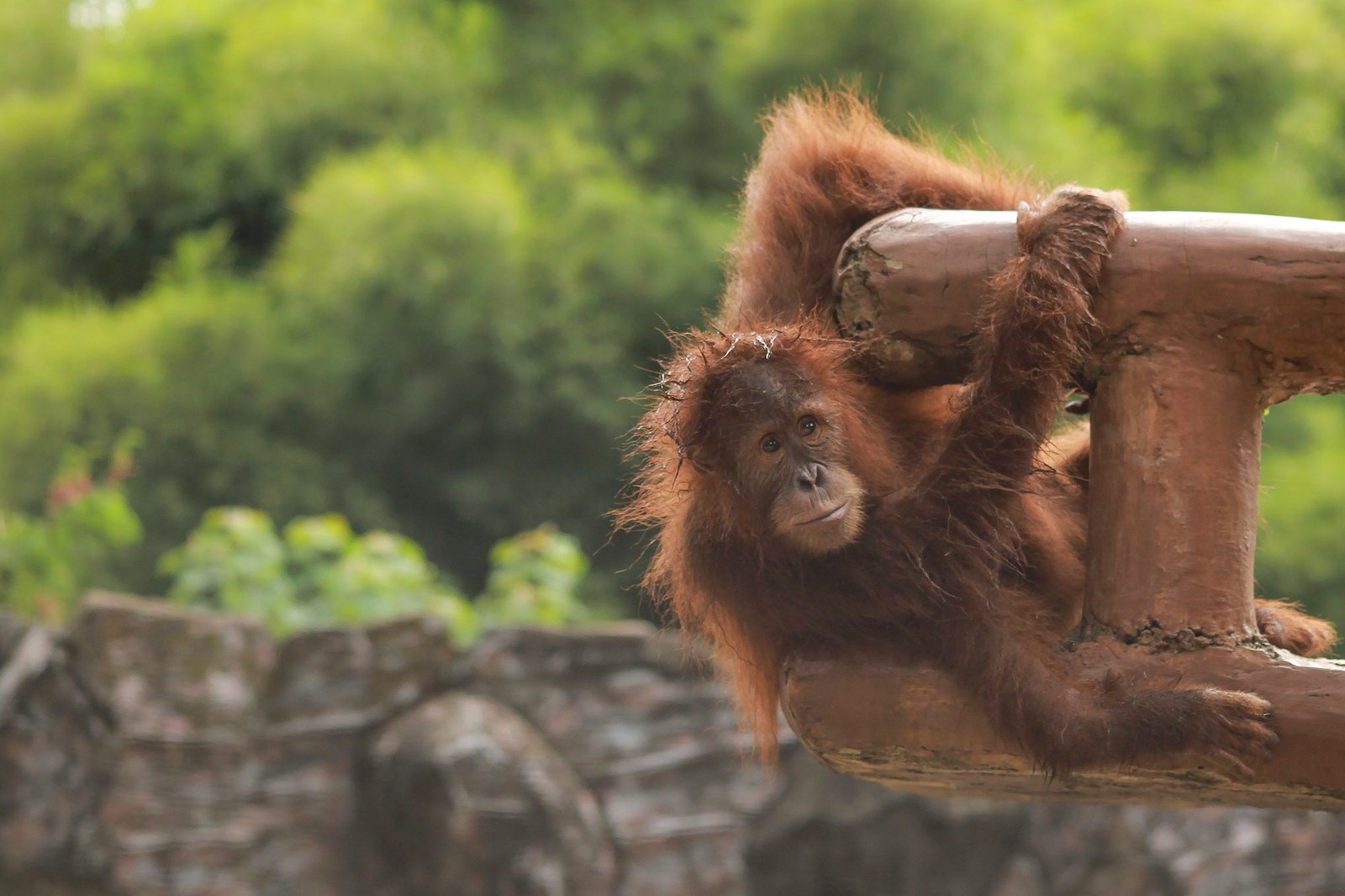 Orang utan playing