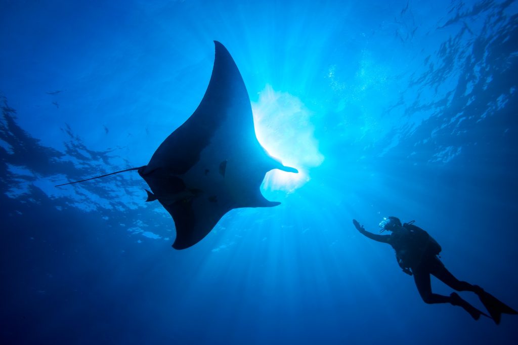 Scuba diver reaches towards a majestic manta ray underwater.