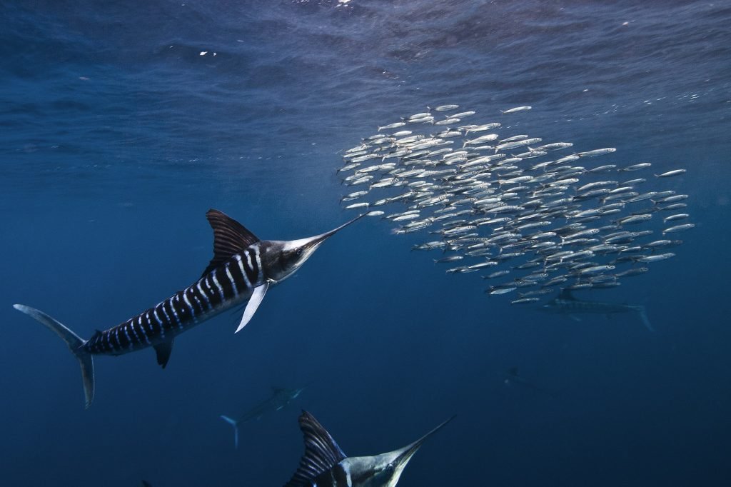 Striped marlins (Kajikia audax) in the south pacific side of Baja California peninsula, Mexico, to