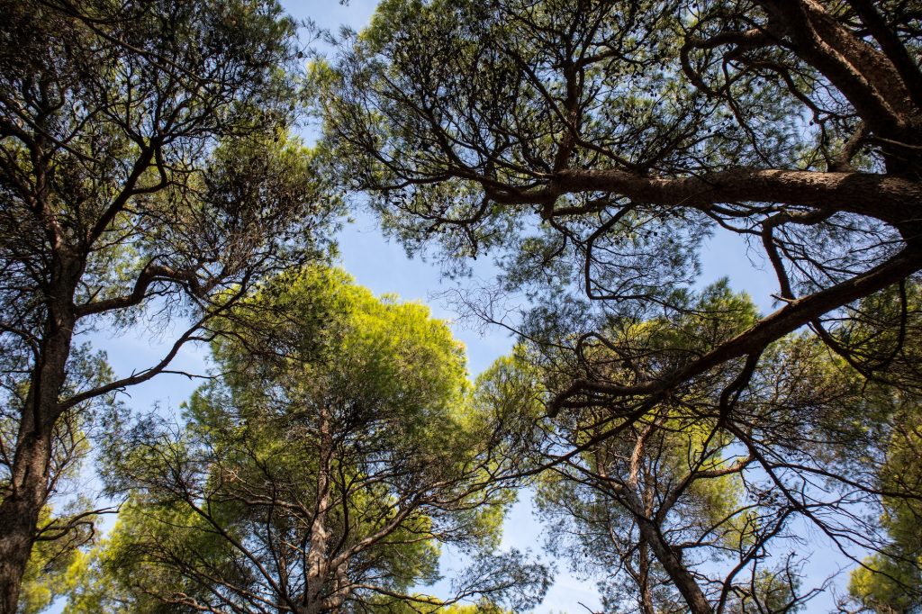 Tall green pine treetops from below to upwards, background.