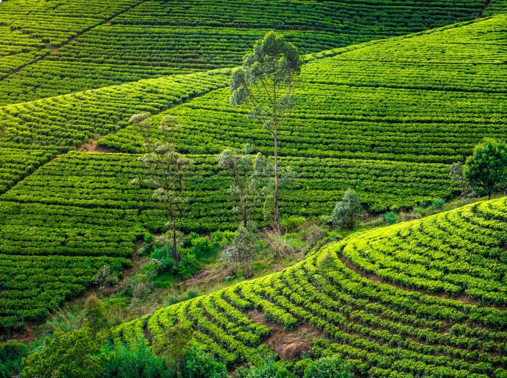 Camerons Lure: Malaysias Famed Tea Country - Asean tourism